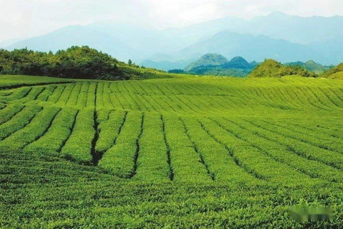 梵凈茶香天下，江口抹茶飄香世界——農副產(chǎn)品銷售的嶄新篇章