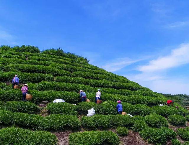 徽茶丨老竹大方 傳承古法，品味農副產(chǎn)品的醇香