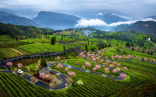 經(jīng)濟觀察丨四川39個欠發(fā)達縣域產(chǎn)業(yè)精準幫扶提速 小縣城奔向大市場 茶葉種植