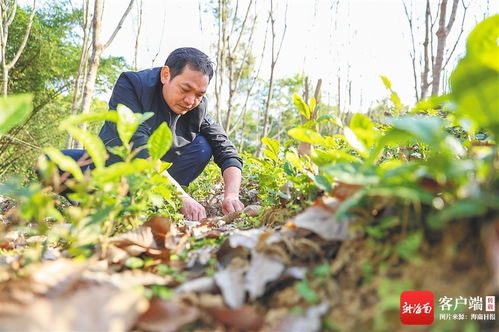 五指山茶香 海南大葉種的芯片化探索與農副產(chǎn)品銷售新路徑