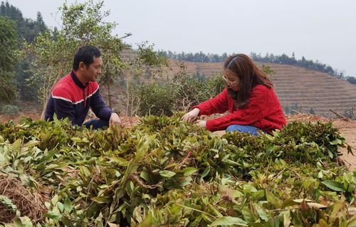 醴陵市政府引領綠色發(fā)展 新建1500畝五彩茶園推動農副產(chǎn)品銷售