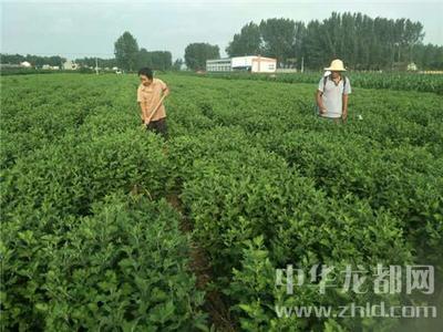 西華縣清河驛鄉 扶貧菊花香飄四方，農副產品銷售譜新篇
