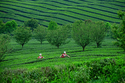 茶韻飄香武陵山，產業振興新篇章——首屆“秀山毛尖”杯茶王賽暨第二屆武陵山茶文化節成功舉辦，農副產品銷售成果喜人
