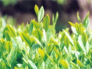 蘇茶早 品種特性、栽培要點及市場前景分析