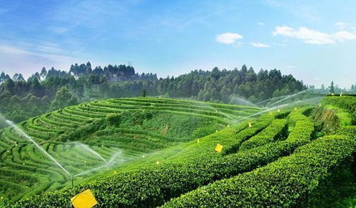 長壽之村 揭秘我國硒含量第一村的健康密碼與農副產品新機遇