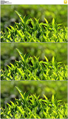 紅動中國 茶葉種植園的視覺美學與設計素材全覽