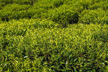 綠茶種植園 自然饋贈，匠心臻品