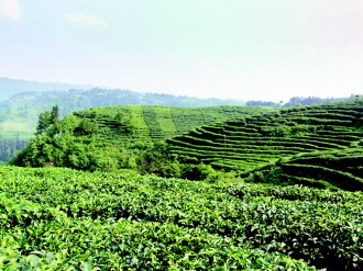 古茶之鄉(xiāng)的現(xiàn)代轉(zhuǎn)型 茶聯(lián)網(wǎng)引領(lǐng)農(nóng)副產(chǎn)品銷售新篇章