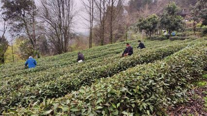 武當(dāng)太子坡 茶香漫山野，農(nóng)場帶富一方人