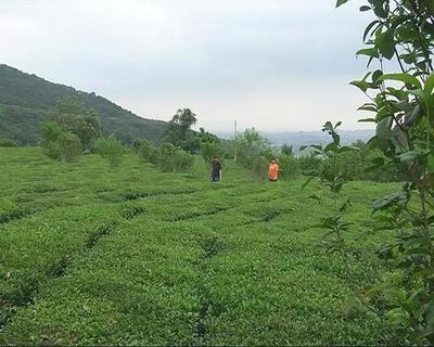 走進(jìn)揭東玉湖，品味自然人文與特色農(nóng)產(chǎn)