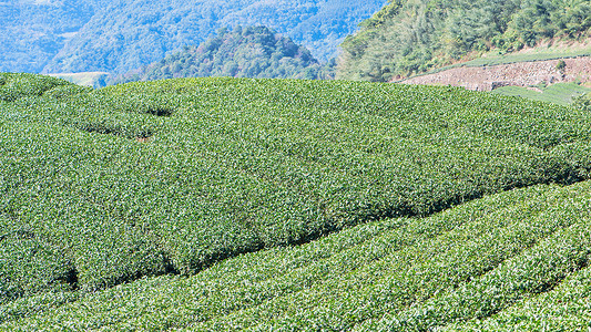 富士山下茶香漫 探尋日本頂級茶葉的種植藝術(shù)