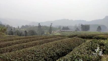 內(nèi)江威遠(yuǎn)萬畝茶園吐新芽 茶農(nóng)采茶迎豐收，農(nóng)副產(chǎn)品銷售新篇章